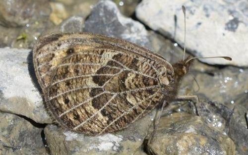 Erebia epistygne